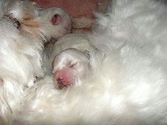マルチーズ子犬