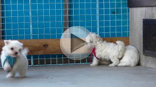 マルチーズの動画