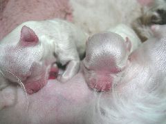 マルチーズ子犬