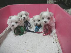 マルチーズの子犬達