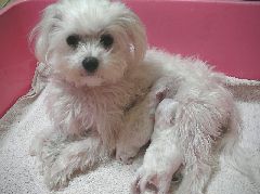 マルチーズの子犬