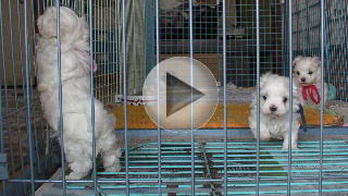 マルチーズ子犬動画
