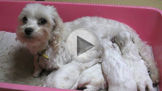 マルチーズの動画